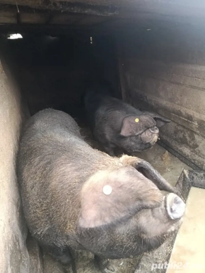 vind porcii grasii - imagine 2