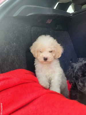 căței  pudel pitic - imagine 2