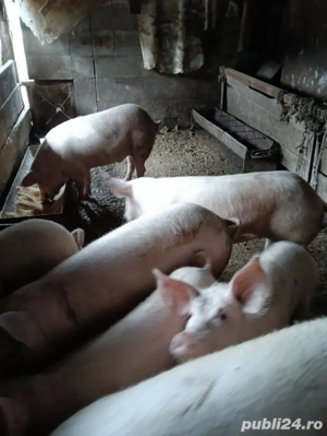 vind porcii grasii - imagine 3