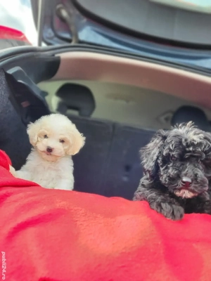 căței  pudel pitic - imagine 3