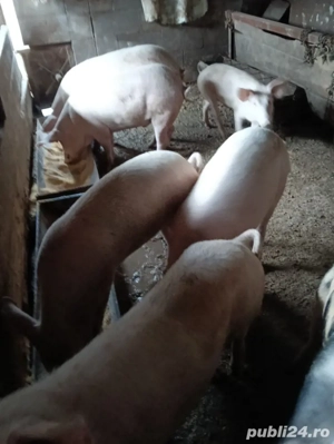 vind porcii grasii - imagine 4