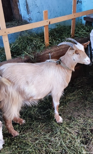 Vand ieduță de anul acesta  - imagine 2 Vand ieduță de anul acesta  - imagine 2