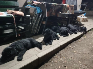 Căței de paza și agrement  - imagine 2