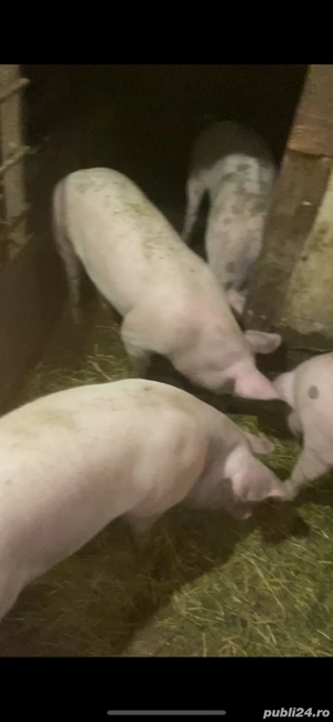 porci crescuti natural