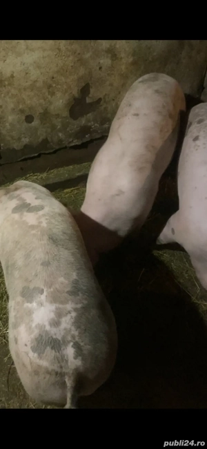 porci crescuti natural - imagine 2 porci crescuti natural - imagine 2