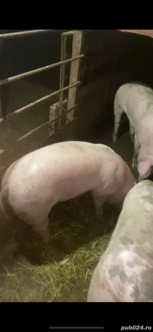 porci crescuti natural - imagine 3 porci crescuti natural - imagine 3