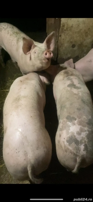 porci crescuti natural - imagine 4 porci crescuti natural - imagine 4