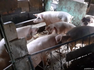 Porci de vanzare - imagine 2