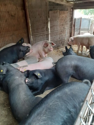 Porci de vanzare