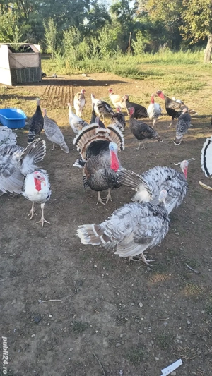 curcani si curci  - imagine 3 curcani si curci  - imagine 3