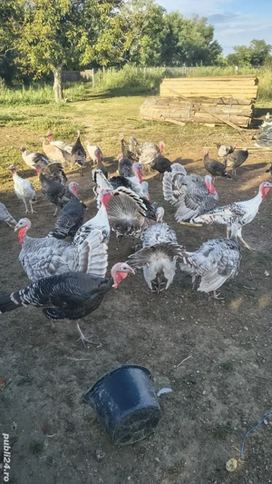 curcani si curci  - imagine 4 curcani si curci  - imagine 4