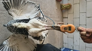 curcani si curci  - imagine 2 curcani si curci  - imagine 2