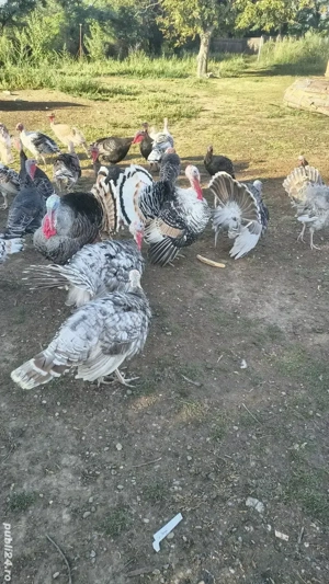 curcani si curci  - imagine 5 curcani si curci  - imagine 5