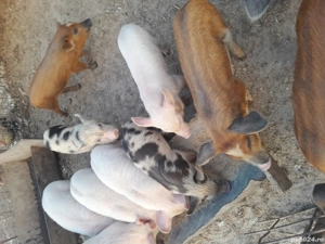 purcei aproape 8 săptămâni  - imagine 2 purcei aproape 8 săptămâni  - imagine 2