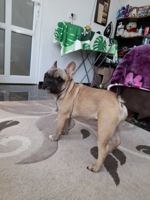 Bulldog francez talie mică  - imagine 4