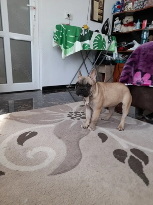 Bulldog francez talie mică  - imagine 3