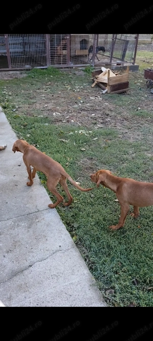 Vizsla maghiara,vârsta 4 luni - imagine 2 Vizsla maghiara,vârsta 4 luni - imagine 2
