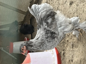 Cocos Brahma Albastru 