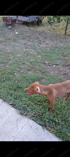 Vizsla maghiara,vârsta 4 luni - imagine 3 Vizsla maghiara,vârsta 4 luni - imagine 3