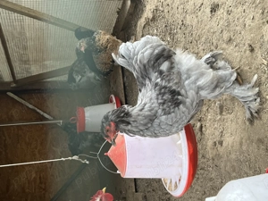 Cocos Brahma Albastru  - imagine 3 Cocos Brahma Albastru  - imagine 3