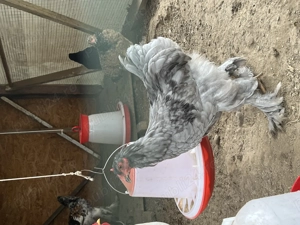 Cocos Brahma Albastru  - imagine 2 Cocos Brahma Albastru  - imagine 2