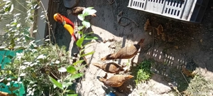 Fazani regali - imagine 2