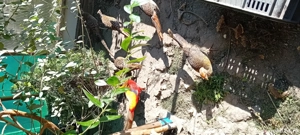 Fazani regali - imagine 3