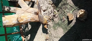 Fazani regali - imagine 5