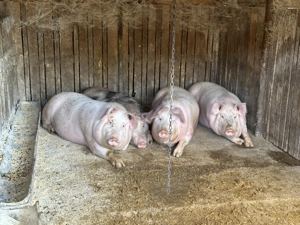 Porci 80-230 kg  - imagine 3