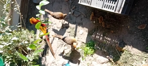 Fazani regali - imagine 4