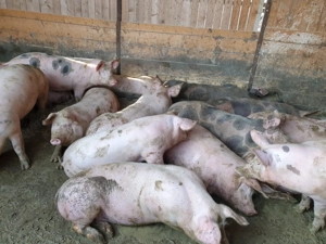 Porci 80-230 kg  - imagine 4