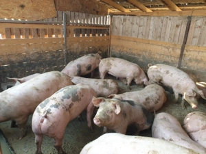 Porci 80-230 kg  - imagine 2