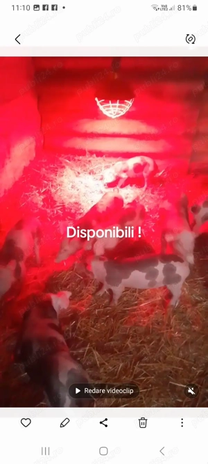 Purcei pietran belgian ! - imagine 2