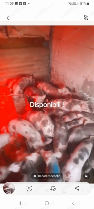 Purcei pietran belgian ! - imagine 3