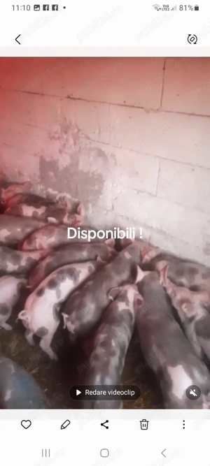 Purcei pietran belgian ! - imagine 5