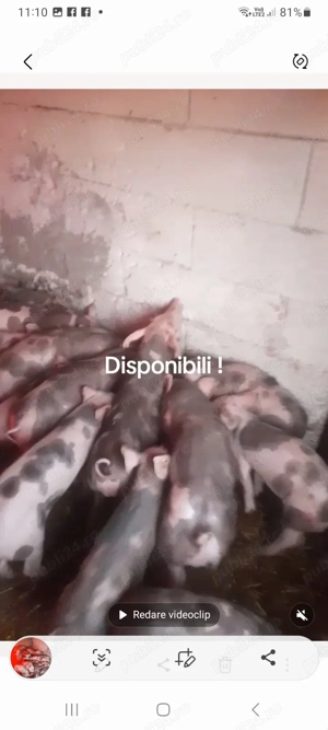 Purcei pietran belgian ! - imagine 4