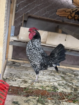 Disponibili cocoși Sebright si Mii de flori