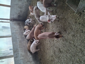 Vând purcei mai mult detalii la    - imagine 2