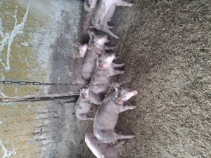 Vând purcei mai mult detalii la    - imagine 3