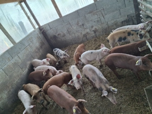 Vând purcei mai mult detalii la    - imagine 4