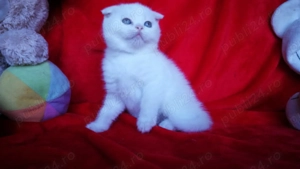 Puiuț scottish fold adorabil 