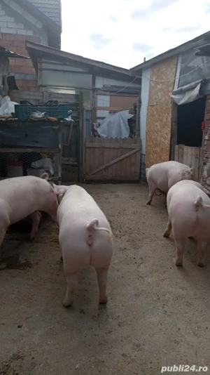 Porci pentru sacrificat 100-130 kg - imagine 2