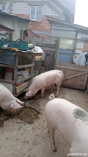 Porci pentru sacrificat 100-130 kg - imagine 3
