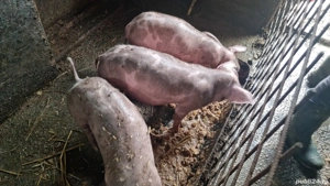 Purcei Petrain - imagine 4