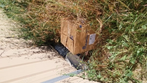 Vand pui de carne la 29 lei kg - imagine 2