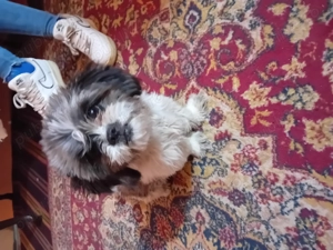 Vând catelusă shitzu