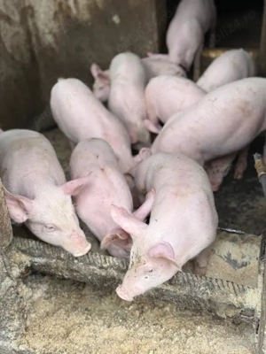 vand purcei marele alb