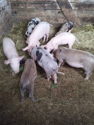 Purcei de vanzare - 550 RON - imagine 2 Purcei de vanzare - 550 RON - imagine 2