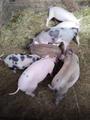 Purcei de vanzare - 550 RON