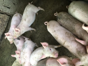 Purcei de 9 săptămâni 